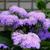 Ageratum houstonianum