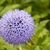 Many star-shaped flowers in a round umbrel