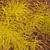 Amsonia ciliata in the fall in Moore County