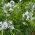 Flowers and leaves in spring in Moore County