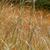 Andropogon ternarius