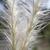 Andropogon ternarius
