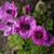 Anemone coronaria