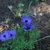 Cultivar with blue flowers