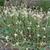 Form in the spring in Moore County