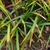 Anthracnose of liriope