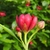 Side view of red, many-petaled flower and buds.