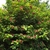 Bush with coarse foliage & many large red flowers.