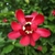 Close-up of a single red flower with broad outer tepals.