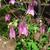 Aquilegia x hybrida in early spring in Moore County, NC