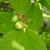Flower bud