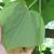 Aristolochia tomentosa back leaf