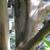 Smooth mottled bark