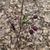 New leaves emerging; wrinkled, last season's fruits persisting.