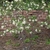 Open shrub with umbels of white flowers.