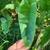 Arrow-shaped, unspotted leaves.