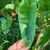 Arrow-head shaped leaves.