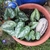 Potted specimen with silvery-blotched leaves.
