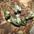 Cluster of variegated leaves emerging from the ground.
