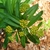 Green flower buds and leaves.