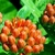 Clusters of orange flower buds.