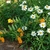 Mix of milkweed plants (orange flowers) & white daisy flowers.