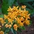 close up on a cluster of pale orange flowers.