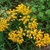 Clusters of yellow milkweed flowers.