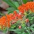 Clusters of orange flowers.