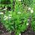 Aster pinnatifida