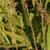 Aristida stricta var. beyrichiana