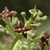Small, cross-shaped, maroon flowers with 4 petals & 4 anthers.