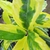 close-up of leaves with irregular yellow variegation on margins.
