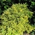 Shrub with irregular yellow variegation on margins of the leaves