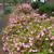 Azalea kurume 'Pink Pearl' in the spring in Moore County