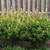 Baptisia 'Carolina Moonlight' early summer in Moore County