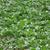 field of Beta vulgaris