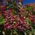 Clerodendrum trichotomum 'Betty Stiles'