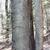 Betula lenta bark