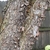 Close-up on gray, exfoliating bark