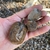 a hand holding large, dry, brown fruit and 2 endocarps