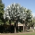 a group of solitary palms with silvery gray palmate leaves.