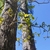 blackjack oak form in spring brunswick nature park skdavidson