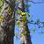 blackjack oak form in spring brunswick nature park skdavidson