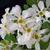 'Blizzard' Pearlbush