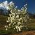 'Blizzard' Pearlbush