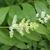 Smilacina racemosa