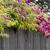 Growing on a fence