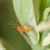 Boxwood leafminer