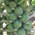 Close up of brussle sprouts on the stem